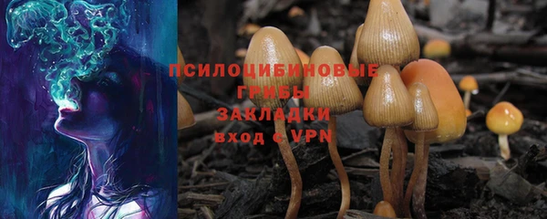 прущие грибы Иннополис
