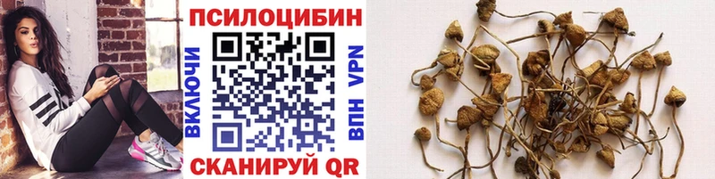 Псилоцибиновые грибы Psilocybe  Купить где  Щигры 